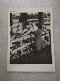 老照片：1951年夏，刘少奇在中南海试做木工