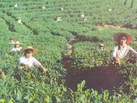 广东出口茶叶-西岩铁观音/清凉山绿茶/普洱茶广告