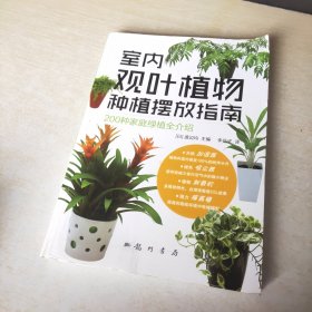 室内观叶植物种植摆放指南