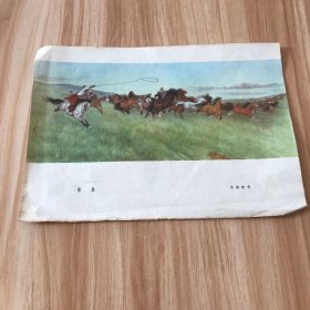 套马（刘勃舒画16开）（50年代老画片）26 × 19 cm