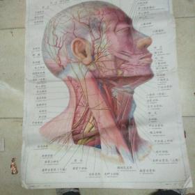 人体解剖挂图局部解剖Ix一3   头颈部右侧面的肌肉、血管和神经(1)