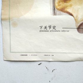 人体解剖挂图 1 骨及骨连结 <1-5椎骨的连结＞全开