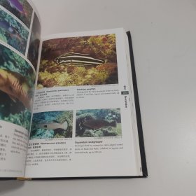中国南海西南中沙群岛珊瑚礁鱼类图谱