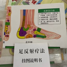 足反射疗法挂图