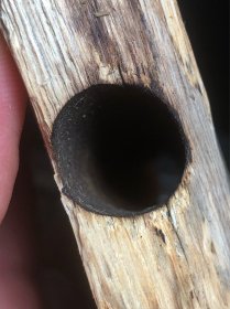 种植 奇楠香木料