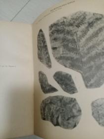 中国中生代植物 第一册 中国古生物志甲种第四号（内有图片)