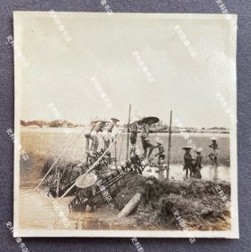 抗战时期 广州地区水田里的农夫们正在使用龙骨水车 原版老照片一枚