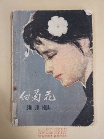 《白菊花》