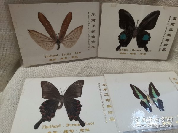 蝴蝶标本34张合售