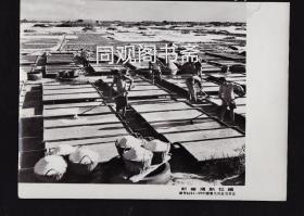 老照片：浙江最大的庵东盐场
