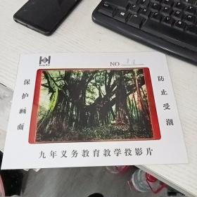 九年义务教育教学投影片 小学六年制 语文 14  幻灯片         实物图  品如图 货号67-5