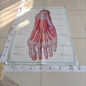 人体解剖挂图 运动系统 I一50足底肌（浅层）
