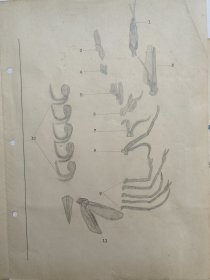 山西医科大学教授 张文忠（1918-1993），民国26年、27年，手稿两份。【中国昆虫学会理事、中国显微与亚显微形态科学会理事、全国高等医学院校教材《人体寄生虫学》第一版编审组委员等】