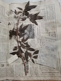植物标本，无标本台纸.2150528-54