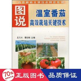 圖說(shuō)溫室番茄高效栽培關(guān)鍵技術(shù) 種植業(yè) 王久興