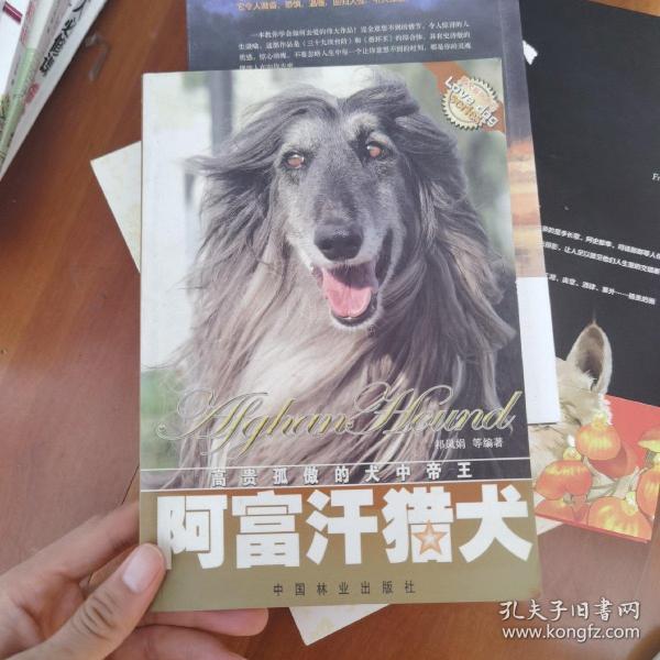 阿富汗猎犬