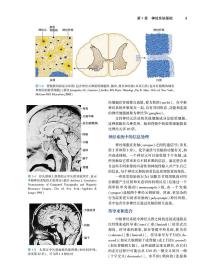 临床神经解剖学，第29版（翻译版）