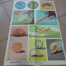 动物怎样保护自己示意图