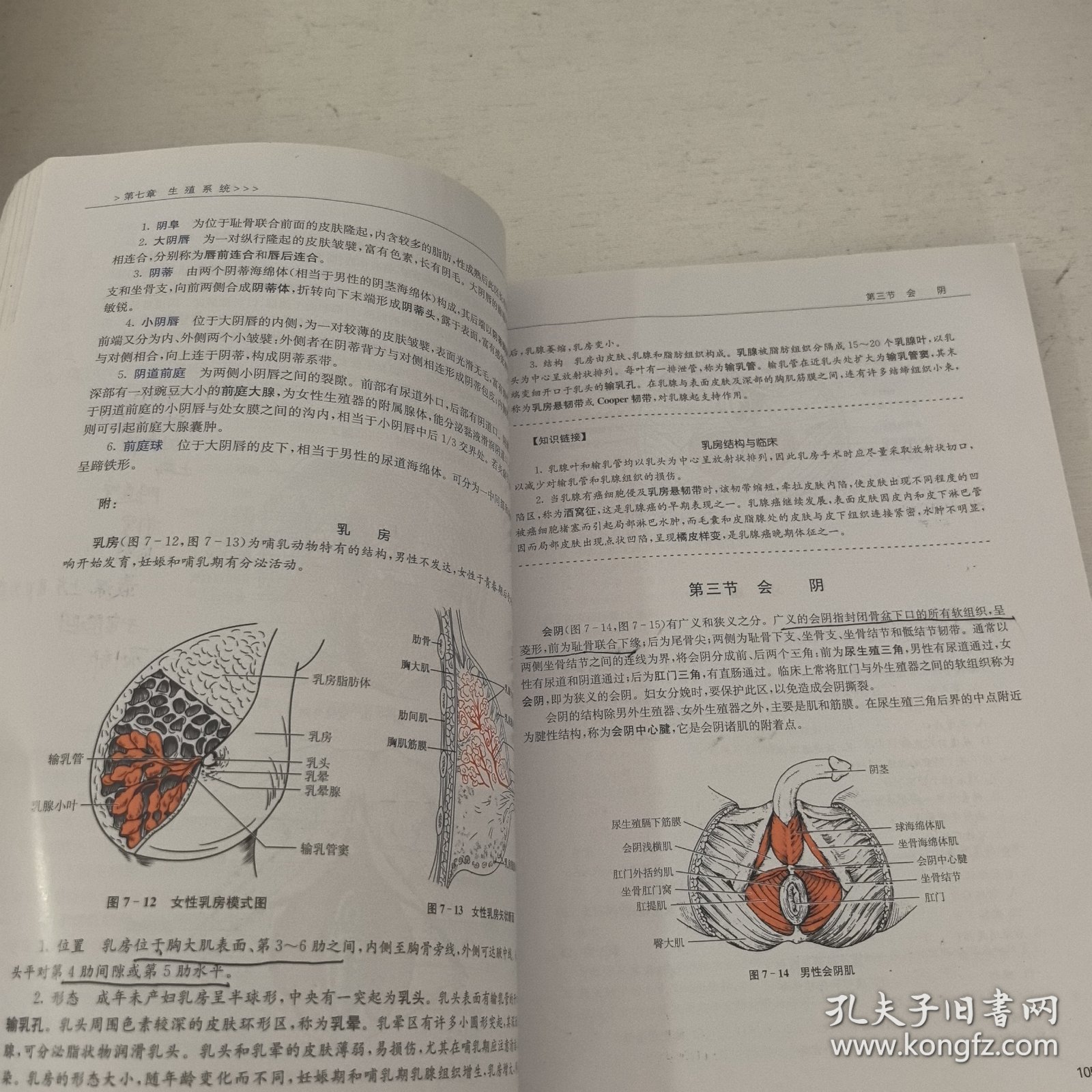 人体解剖学与组织胚胎学（供护理、临床、医学、药学、医学检验、助产等专业用 第3版） 笔记较多，介意者勿拍。，