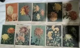 老菊花摄影图片10张。