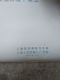 74年2开宣传画:保护珍贵动物人人有责，保真保老