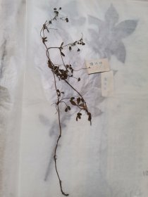 植物标本，无标本台纸.50327-106