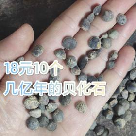 18元10个,泥盆纪3-4亿年小贝化石,裸贝价格,都是小的适合镶嵌，随机发货不挑选。下单请购物车下单后满包邮条件的我去掉邮费再付款，满28元包邮（偏远地区满68元包邮），偏远地区（新疆、西藏、青海、甘肃、内蒙、宁夏、海南）满68元包邮。