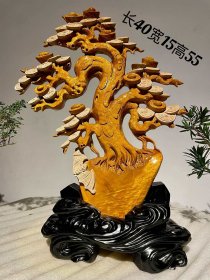 【发财树】材料：小叶金丝楠、工艺料！尺寸：长40宽15高55