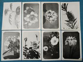 00511 花卉 高山植物 共8枚 日本老明信片
