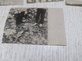 八十年代中外明星剪报图片(有杨澜,沈培艺,陈肖依等)九张合售