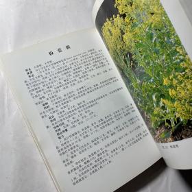 实用皮肤病性病中草药彩色图集，正版