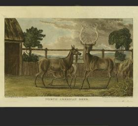 1824年原版手工上色铜版画钢版画北美鹿