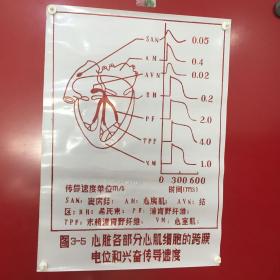 印刷品-医学教学图谱挂图（塑料）——图3-5 心脏各部分心肌细胞的跨膜电位和兴奋传导速度【59】折痕、破损