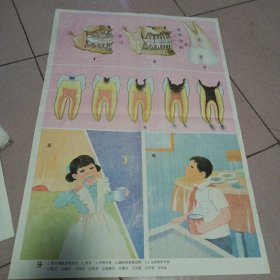 牙的示意图