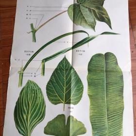 植物及植物生理教学挂图二 67张合售