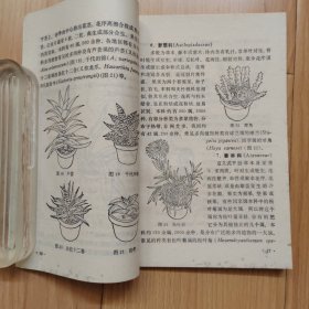 仙人掌和多肉植物 仙人掌花卉 两本合售