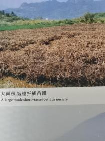 福建资料2张！福建省茶区推广优良茶树品种广告