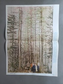 初级中学课本动物学教学挂图——我国的植物群落(全9幅)