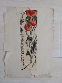 1959年人美八开美术作品《桃》齐白石国画作品，独立版权宣传画，实物图