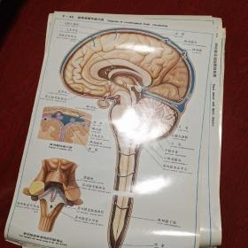 人体解剖挂图VI(41张)