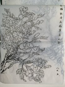 工笔白描牡丹手绘画稿册页