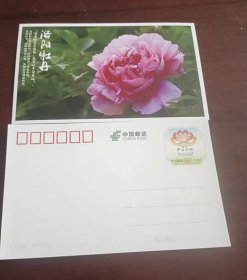 牡丹花 洛阳牡丹 花卉专题 80分邮资明信片 可以全国直接邮寄 12.8*7.8厘米全场满58元包邮