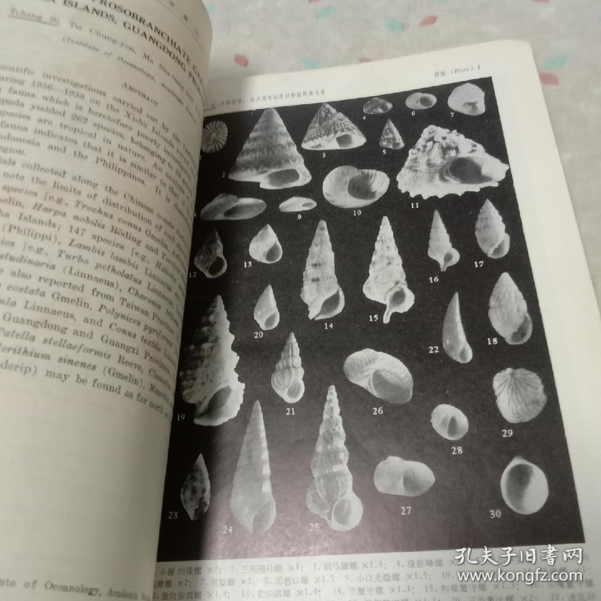 海洋科学集刊，10，西沙群岛海洋生物调查报告专辑之-