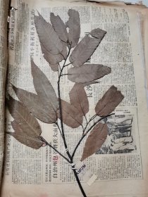 植物标本，无标本台纸.50327-90