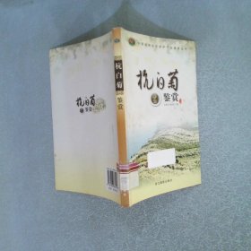 杭白菊鉴赏