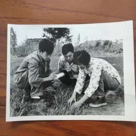 1960年，山东掖县（莱州）西由公社主任、全国农业劳动模范徐建春W