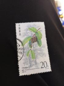 邮票水杉