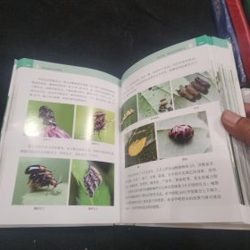 观赏昆虫识别图鉴