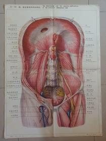 人体解剖挂图局部解剖【中英文】Ⅸ一13 膈，腹后壁的肌肉和神经