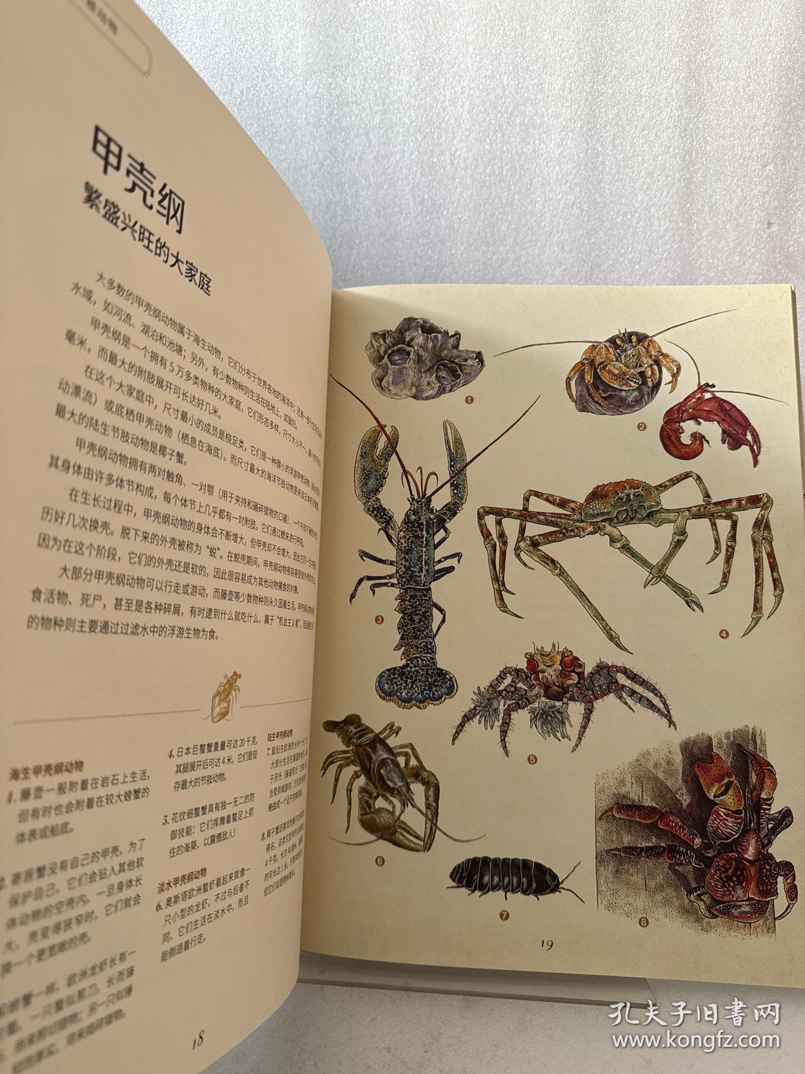 动物博物馆：影响孩子一生的生命课